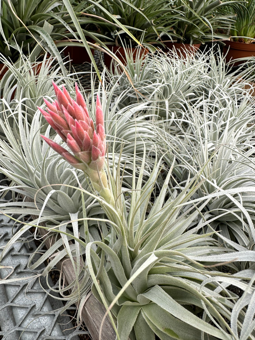 Tillandsia chapeuensis - Bird Rock Tropicals