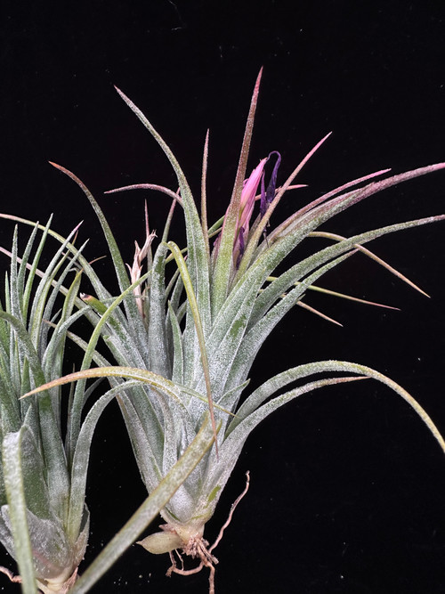 Tillandsia ionantha x paucifolia - Bird Rock Tropicals