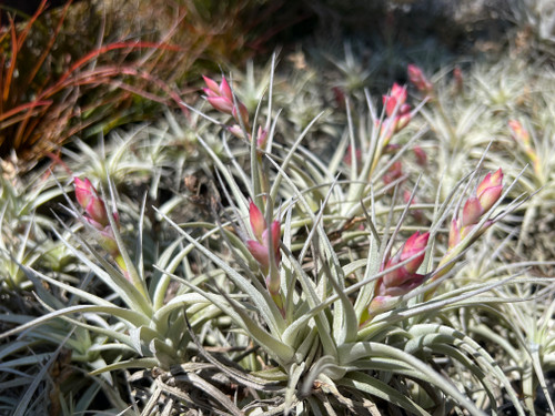 image__41144.1746125552.500.