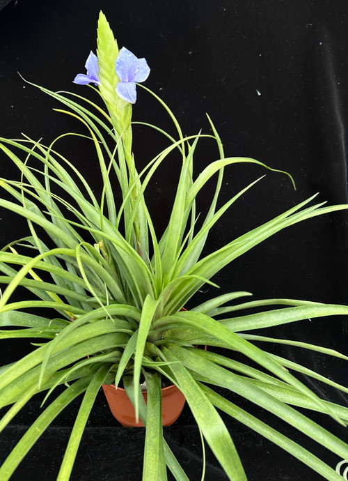 Tillandsia cyanea ‘White' T'S TROPICALS Tillandsia cyanea – Rainforest Flora