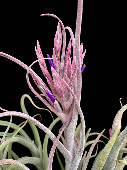 Tillandsia caput-medusae X seleriana - Bird Rock Tropicals