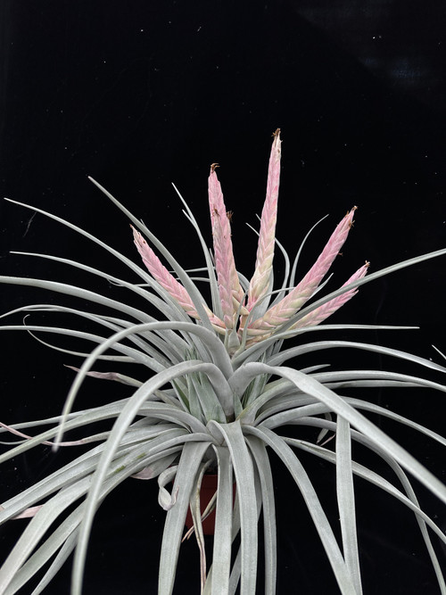 ブロメリア・エアープランツ Tillandsia concolor MB x chiapensis MB J Tillandsia chiapensis x concolor - Bird Rock Tropicals