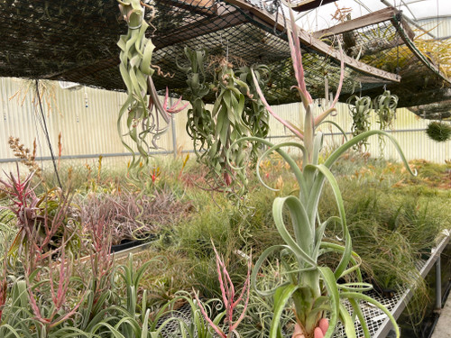 Tillandsia Curly Slim