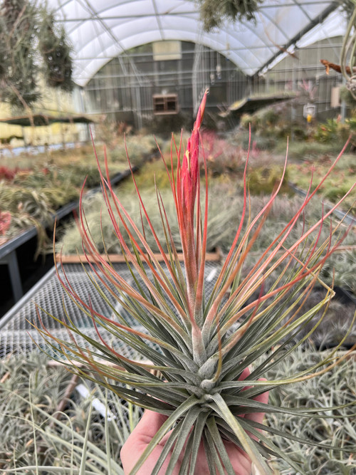 Tillandsia schiedeana x ? - Bird Rock Tropicals