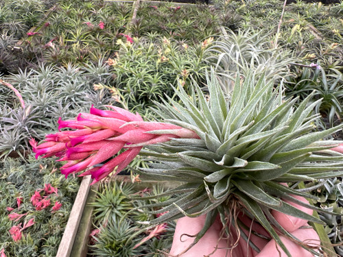 Tillandsia kautskyi hybrid (green form) - Bird Rock Tropicals
