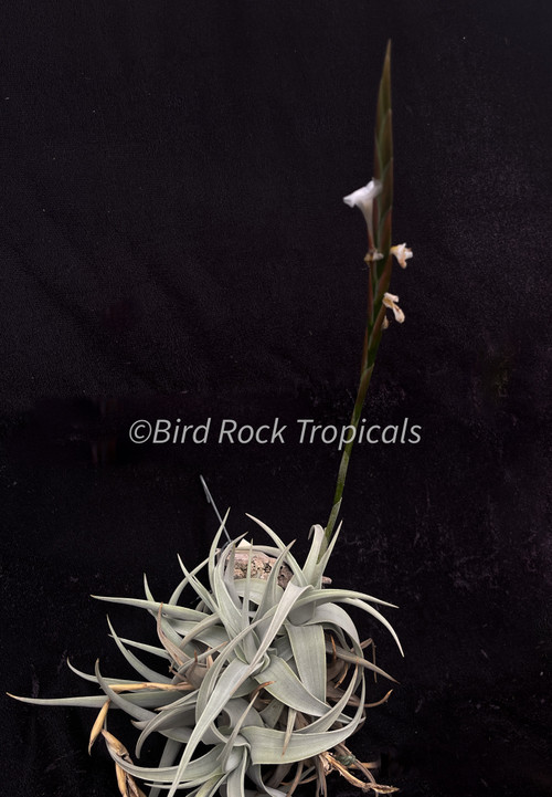 Tillandsia Barfussii 速達発送 IMG_2485-2__34729.1718400843.