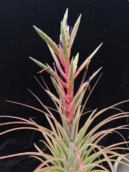 m*c様 Tillandsia brachyphylla Bromeliads in Australia - Tillandsia brachyphylla