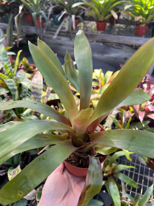 Vriesea simplex - Bird Rock Tropicals