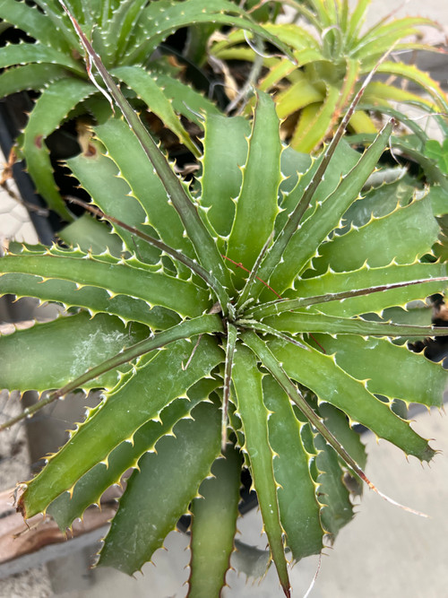 Hechtia pretiosa - Bird Rock Tropicals