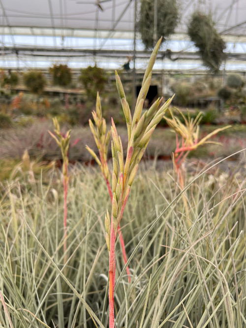 Tillandsia karwinskyana x floridana - Bird Rock Tropicals