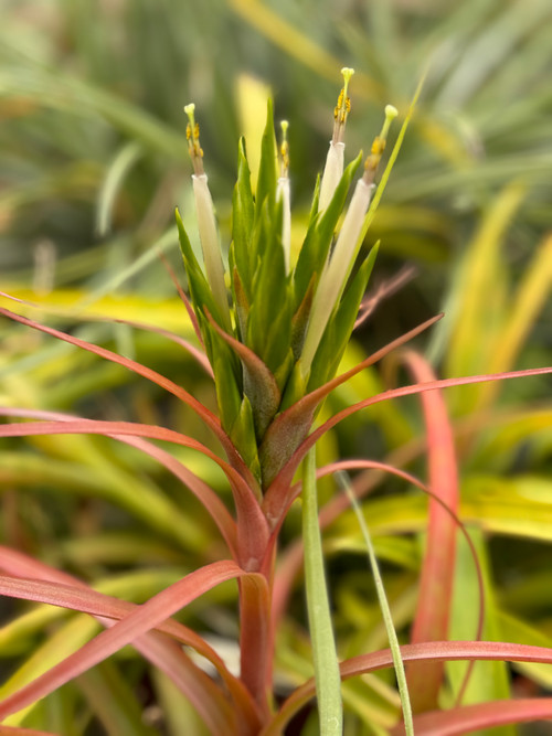 Tillandsia roland-gosselinii X capitata 'Pochutla' - Bird Rock