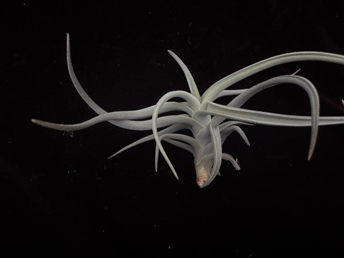 Tillandsia ramellae - Bird Rock Tropicals