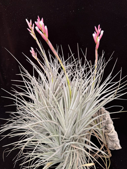 ブロメリア・エアープランツ Tillandsia piauiensis wild Brazil Tillandsia Milagrensis Brazil Wild 速達発送 ブロメリア・エアー