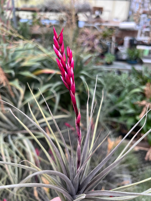 フラワー・ガーデニング Tillandsia cotagaitensis **50** フラワー・ガーデニング Tillandsia cotagaitensis **50** How to Grow