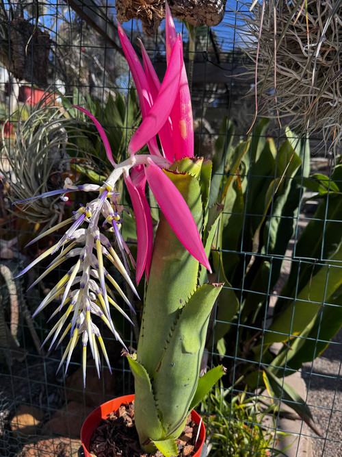 Billbergia alfonsi joannis - Bird Rock Tropicals