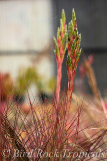 Tillandsia Tropical Fescue