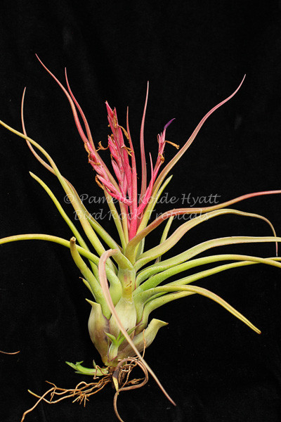 tillandsia bulbosa 'redbull' true