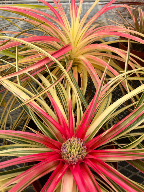 ネオフィタム ．ギャラクティックウォリアー''Galactic Warrior' x Neophytum 'Galactic Warrior' - Bird Rock Tropicals