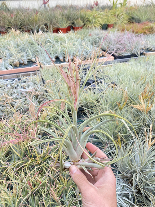 Tillandsia Queen's Prize - (T. caput-medusae 'Robust' x concolor