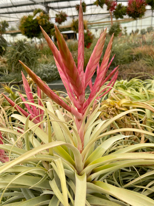 Tillandsia Majestic Rose - (T. chiapensis x concolor) - Bird