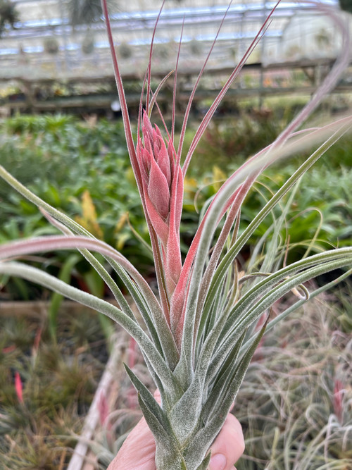Bromeliads in Australia - Tillandsia brachyphylla