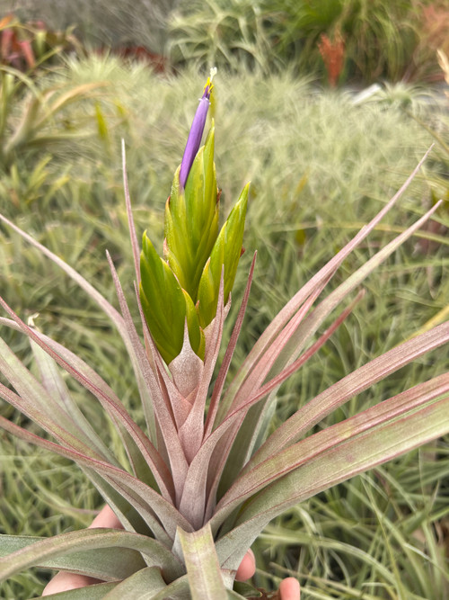 image__63814.1747944819.500.