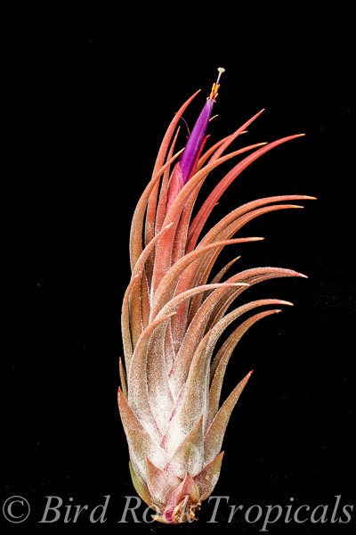 TX220__72906.1709332783.500.