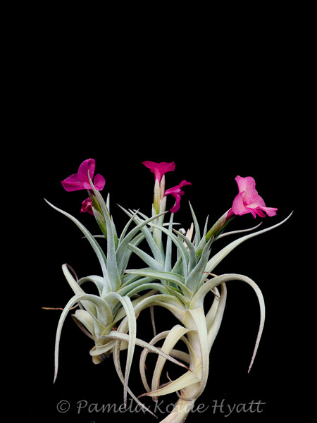 Tillandsia Mystic Rainbow Pink (T. albertiana x arequitae) - Bird