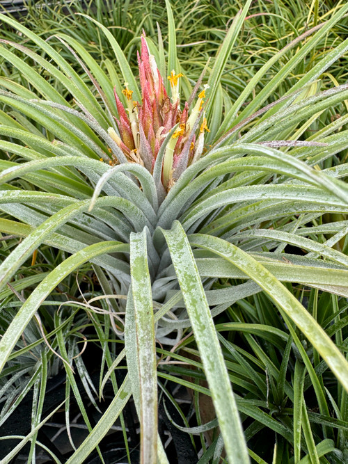Tillandsia Pink Delight - (T. achyrostachys x carlsoniae) - Bird