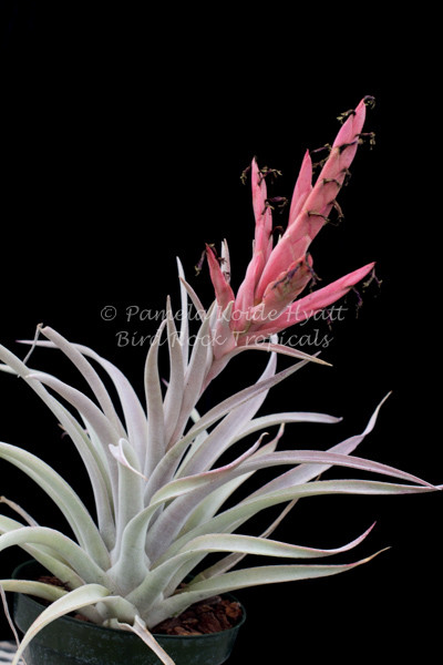 Tillandsia Queen's Surprise - (T. carlsoniae x achyrostachys