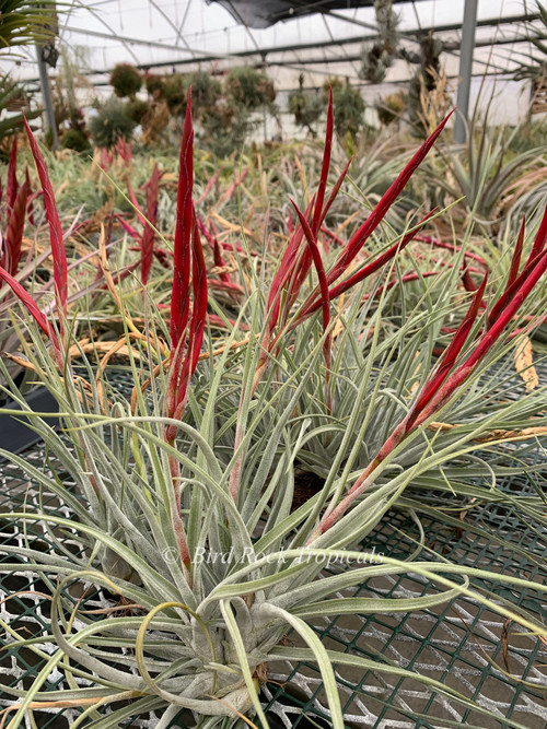 Tillandsia glabrior x pueblensis - Bird Rock Tropicals