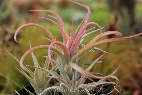 Tillandsia ヒルタ T. `Don Walsh' 開花。 エーレルシアナとキセログラフィカの