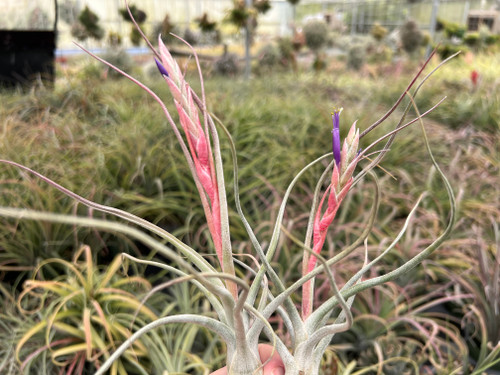 ブロメリア・エアープランツ Tillandsia sp. Mexico 🌱 Tillandsia streptophylla 'Mexico' × caput-medusae 'Sonoran Snow