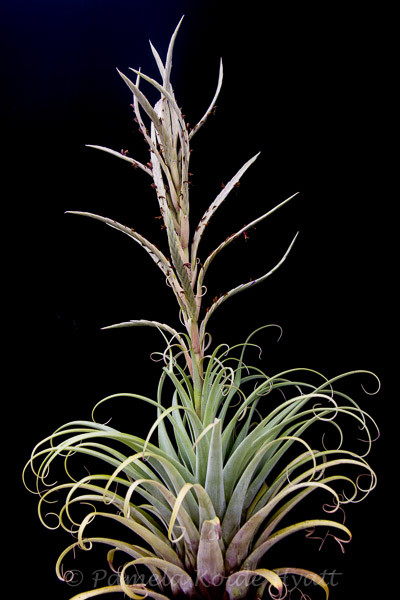 Tillandsia Bird Rock on Steroids