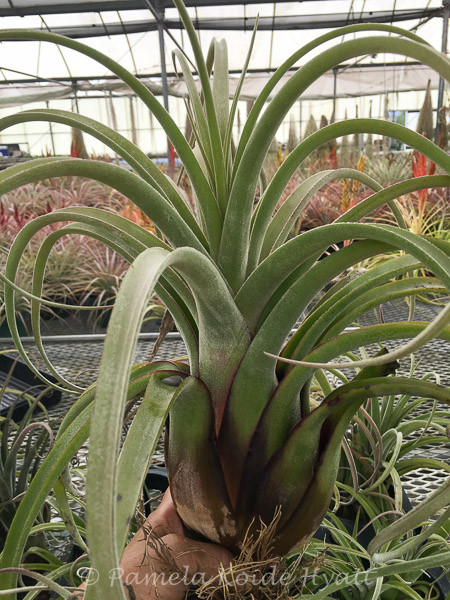 Tillandsia Queen's Charm. (ehlersiana x caput-medusae