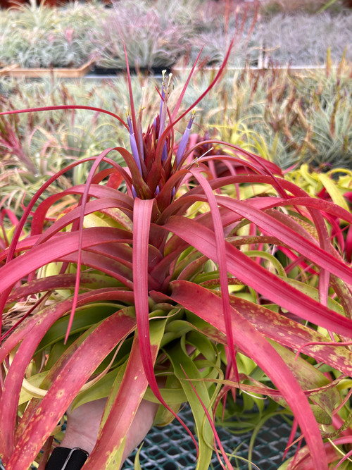 Tillandsia Etna - (T. rothii x abdita) - Bird Rock Tropicals