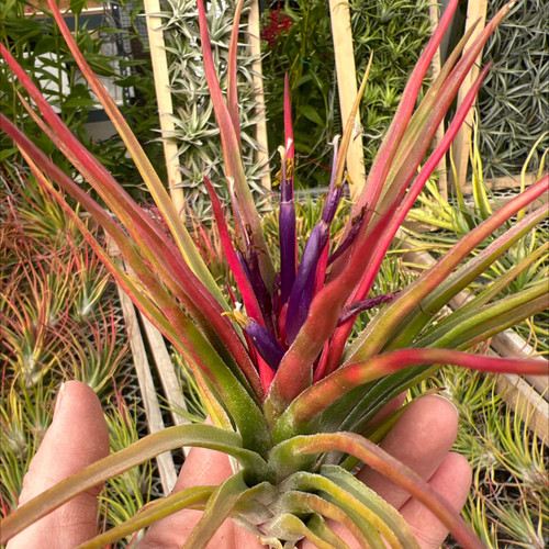 Tillandsia Pachara Red Phoenix 速達発送 Tillandsia Pachara Red Phoenix 速達発送 - メルカリ