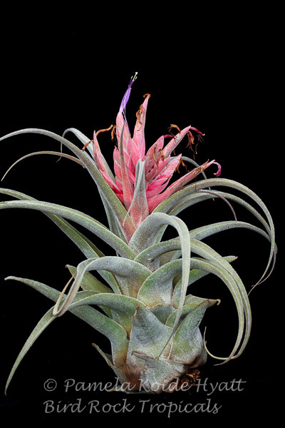 Tillandsia Lucille (T. ehlersiana x streptophylla), Mexico