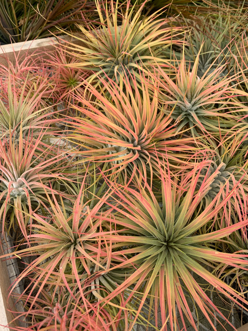 image__49846.1738690198.500.