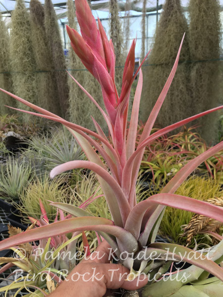 Tillandsia Mary Z - (T. chiapensis x roland-gosselinii) - Bird