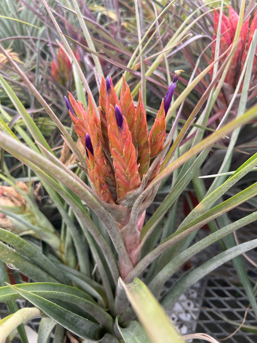 image__57640.1763073425.500.