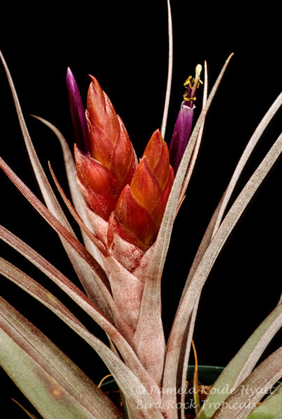 Tillandsia Nellie Rose - (T. jalisco-monticola x capitata 'Rubra