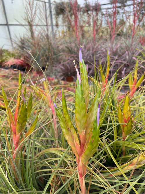 Tillandsia Orange Delight