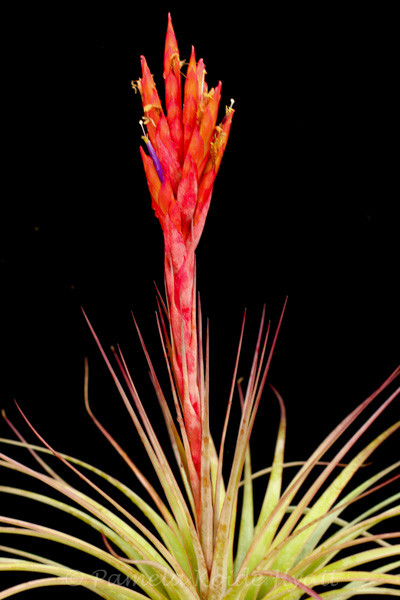 Tillandsia Queen's Ruby Torch - (T. jalisco-monticola x rotundata