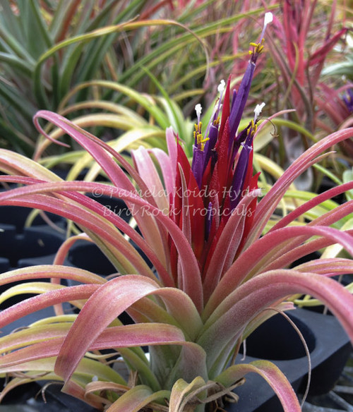 TX114__98560.1701434869.500.