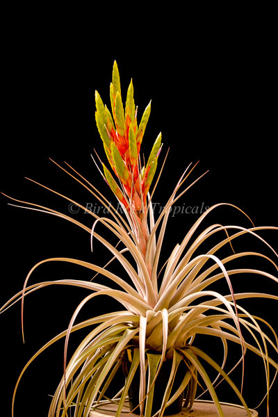 Tillandsia Silver Queen - (T. jalisco-monticola x xerographica