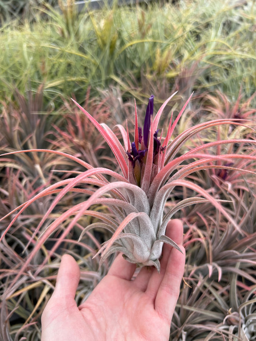 Tillandsia Silver Trinket - (T. ionantha x chiapensis) - Bird Rock