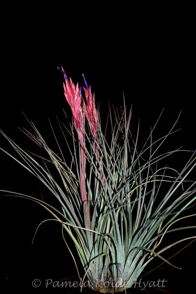 Tillandsia x floridana (T. bartramii x fasciculata) - Bird Rock