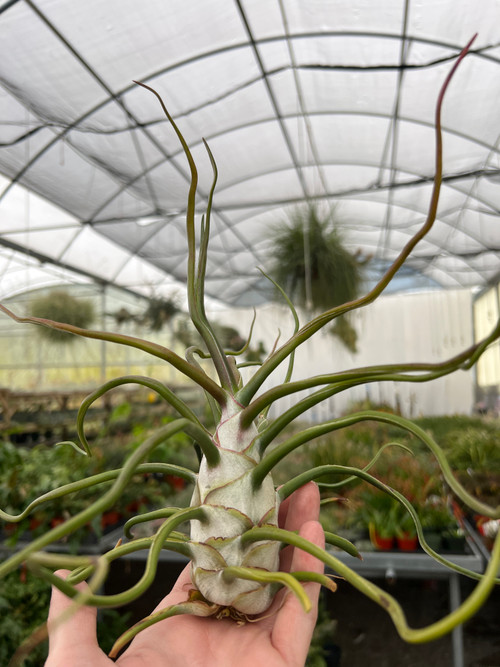 Tillandsia bulbosa (giant form) - Bird Rock Tropicals