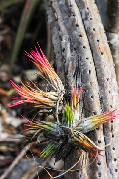 Tillandsia ionantha v. stricta forma fastigiata - Bird Rock Tropicals